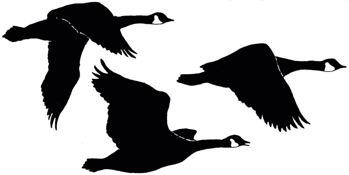 Geese Graphic